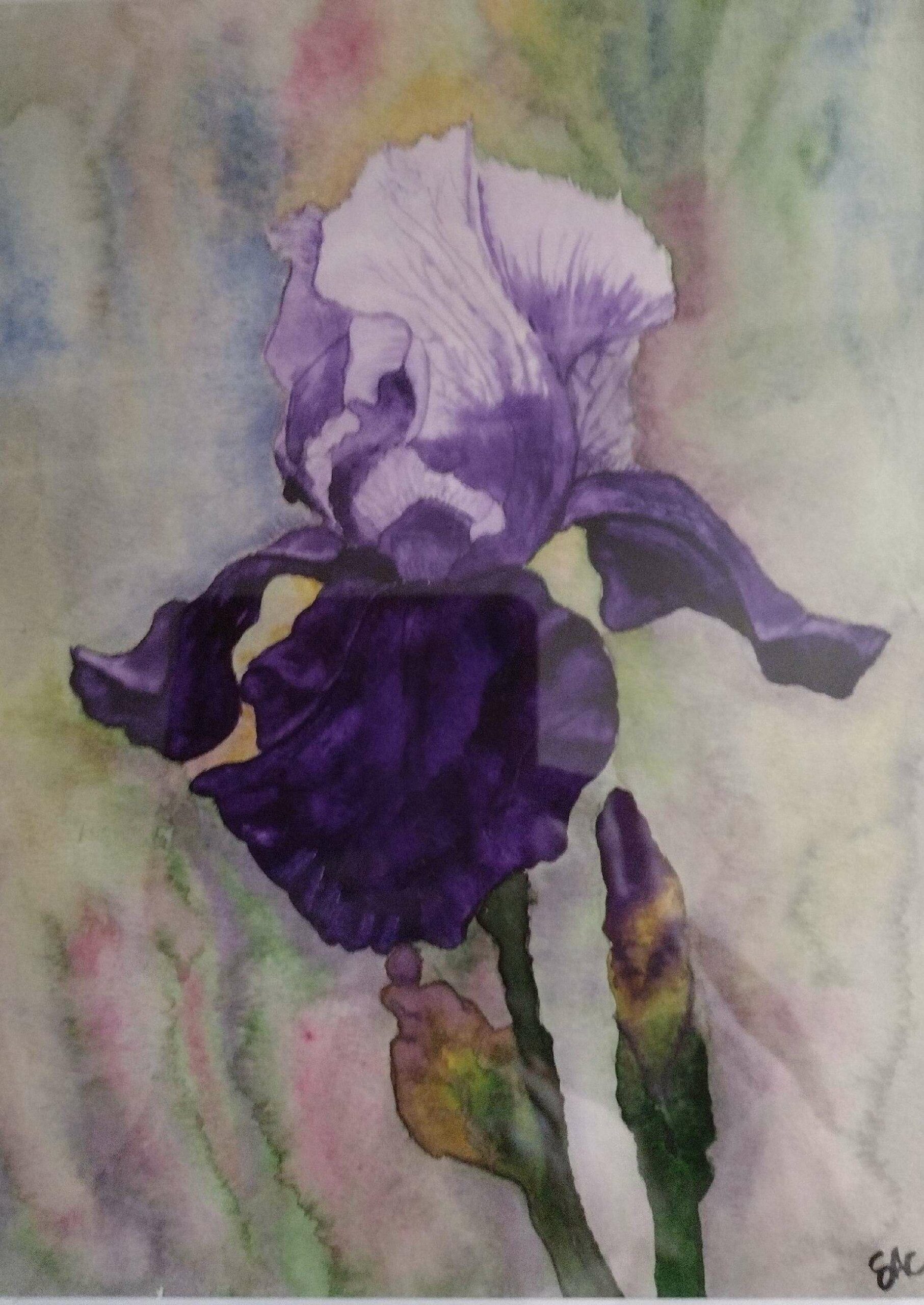 Deep Purple Iris